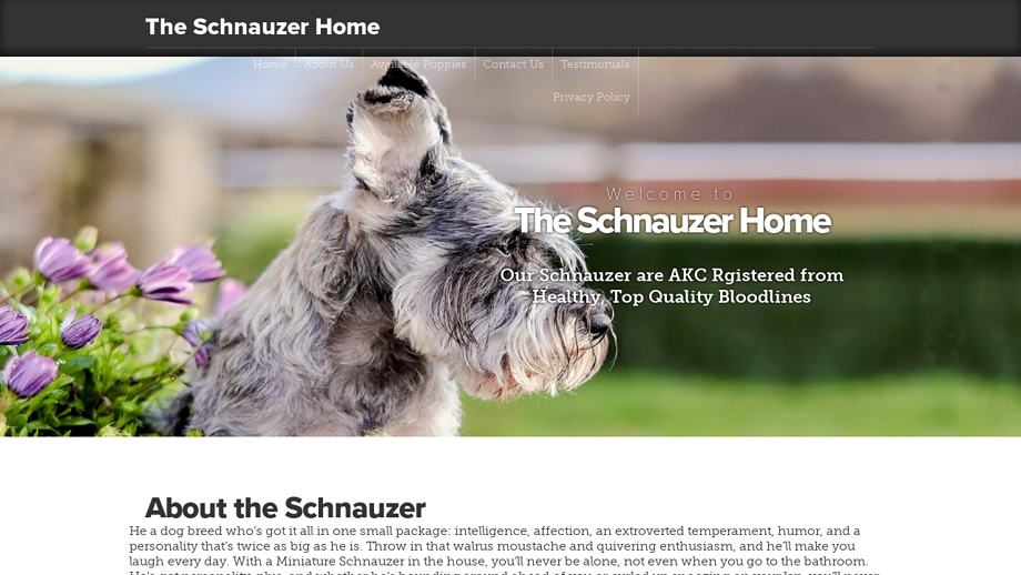 Theschnauzers.com - Schnauzer Puppy Scam Review