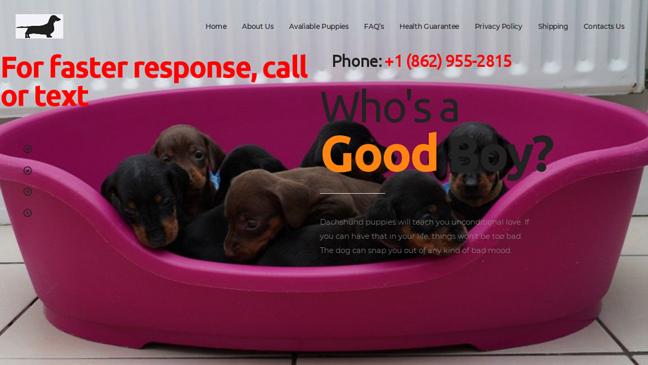 Topdachshundpuppies.com - Dachshund Puppy Scam Review