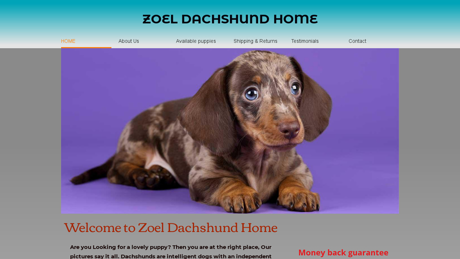 Zoeydachshundpuppies.com - Dachshund Puppy Scam Review