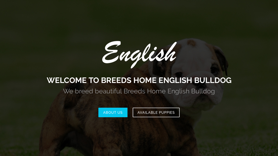 Breedshomeenglishbulldog.com - English Bulldog Puppy Scam Review