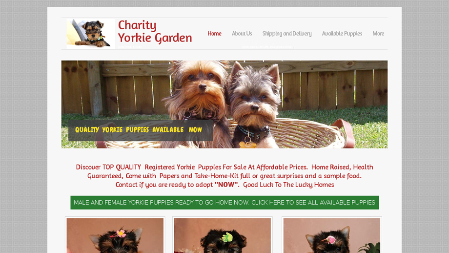 Charityyorkies.com - Yorkshire Terrier Puppy Scam Review