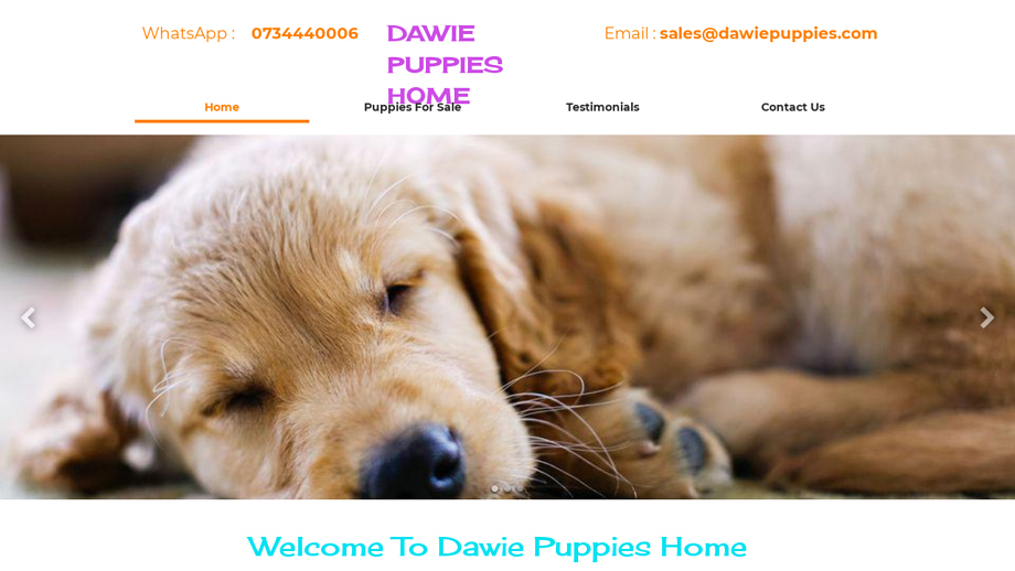 Dawiepuppies.com - Golden Retriever Puppy Scam Review