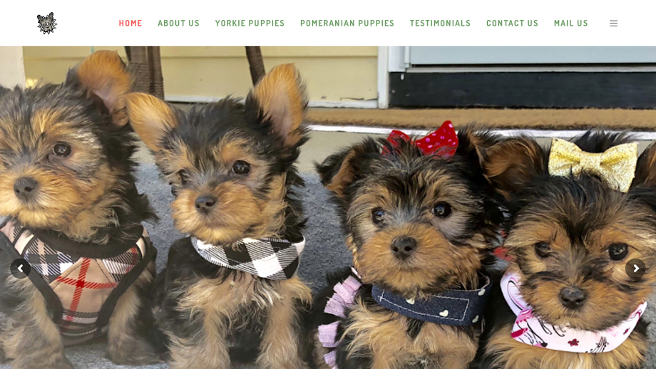 Familyteacups.com - Yorkshire Terrier Puppy Scam Review