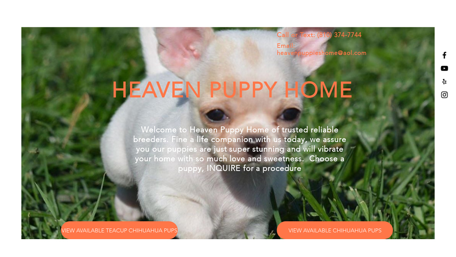 Heavenpuppyhome.com - Chihuahua Puppy Scam Review