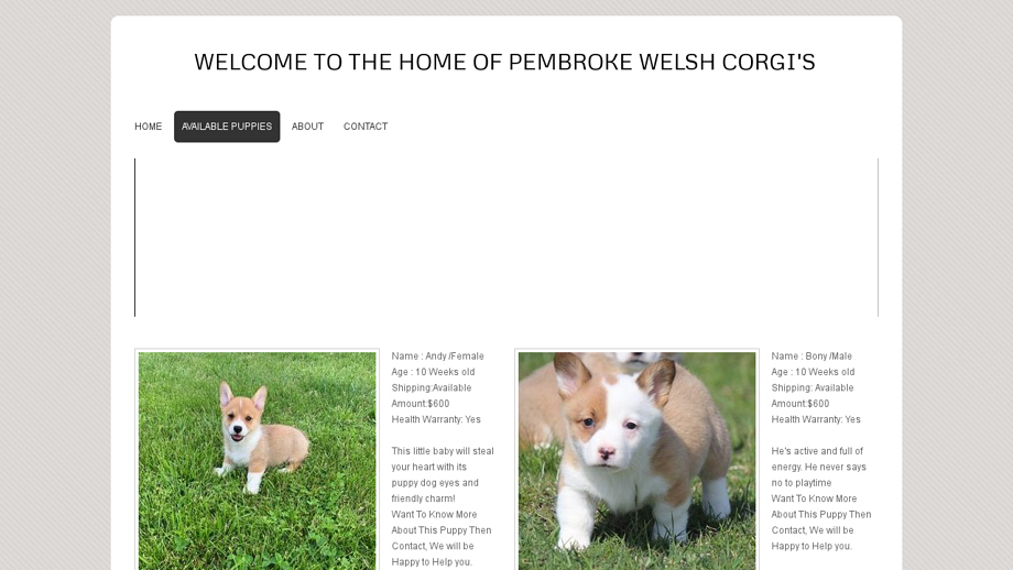 Homeofpembrokewelshcorgi.com - Corgi Puppy Scam Review