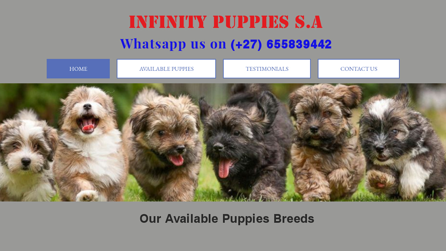 Infinitypuppiessa.net - Yorkshire Terrier Puppy Scam Review