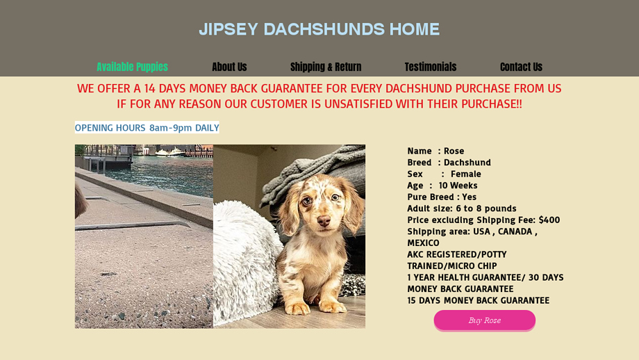 Jipseydachshundshs.com - Dachshund Puppy Scam Review