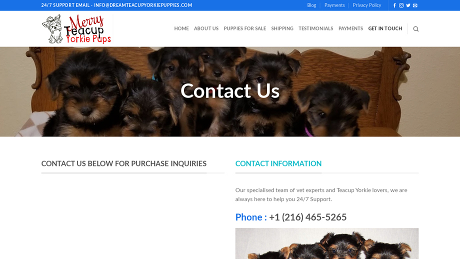 Merryteacupyorkiepuppies.com - Yorkshire Terrier Puppy Scam Review