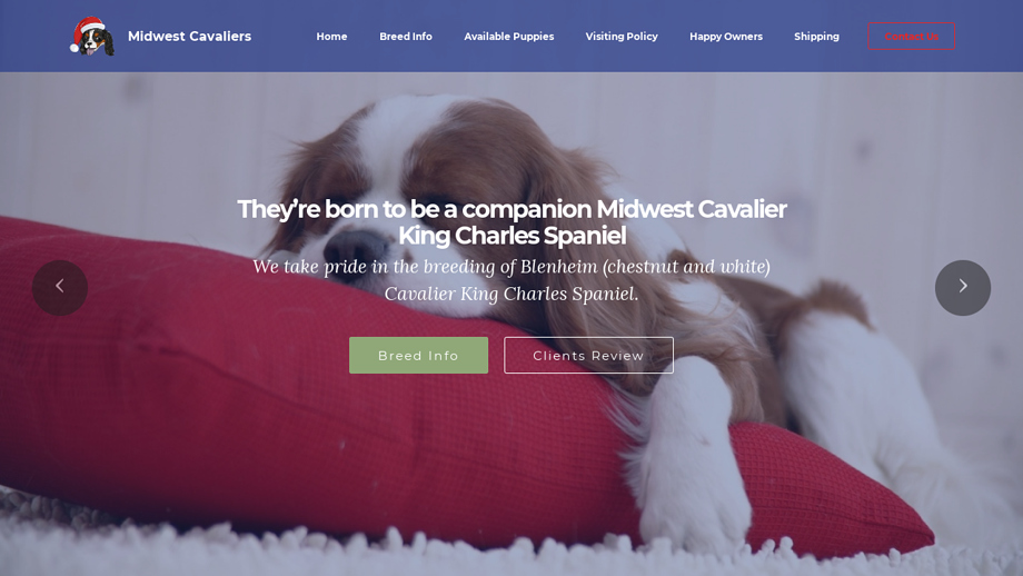 Midwestcavaliers.com - Cavalier King Charles Spaniel Puppy Scam Review