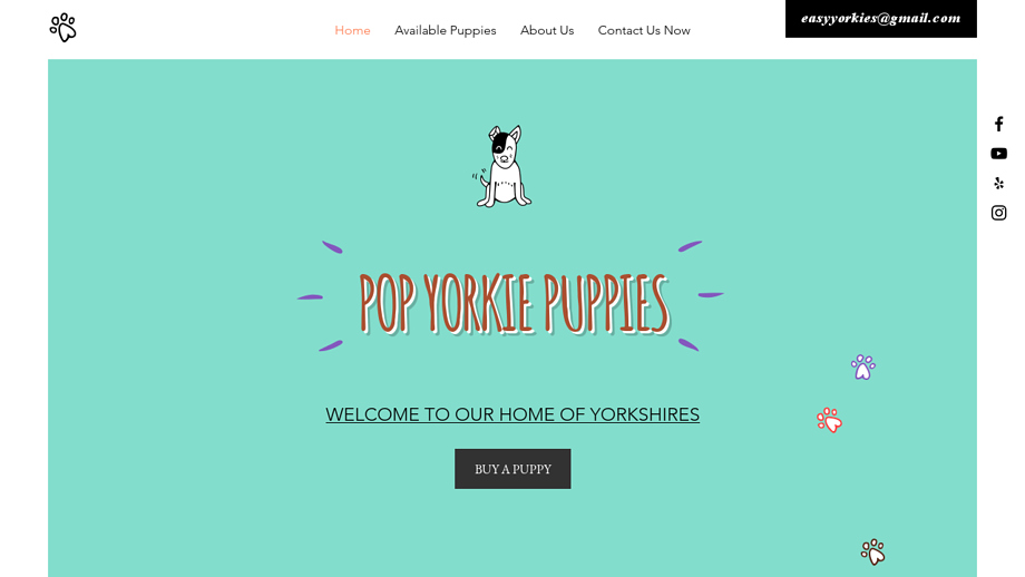 Popyorkies.com - Yorkshire Terrier Puppy Scam Review