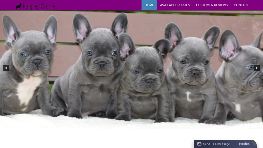 Puppieschoose.com - French Bulldog Puppy Scam Review