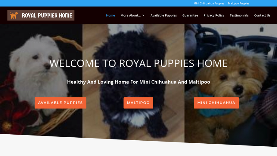 Royalpuppieshomes.com - Chihuahua Puppy Scam Review