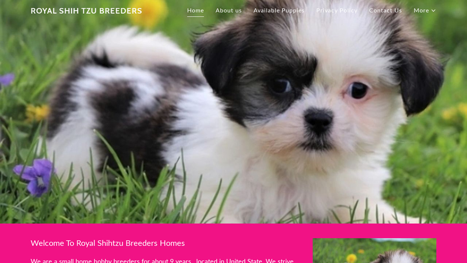 Royalshihtzubreeders.com - Shihtzu Puppy Scam Review