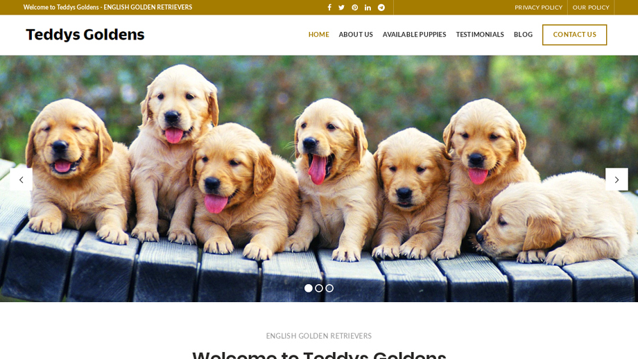 Teddygoldenretrievers.com - Golden Retriever Puppy Scam Review