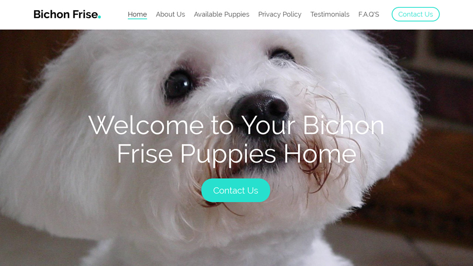 Toybichonfrisepuppies.com - Bichon Frise Puppy Scam Review