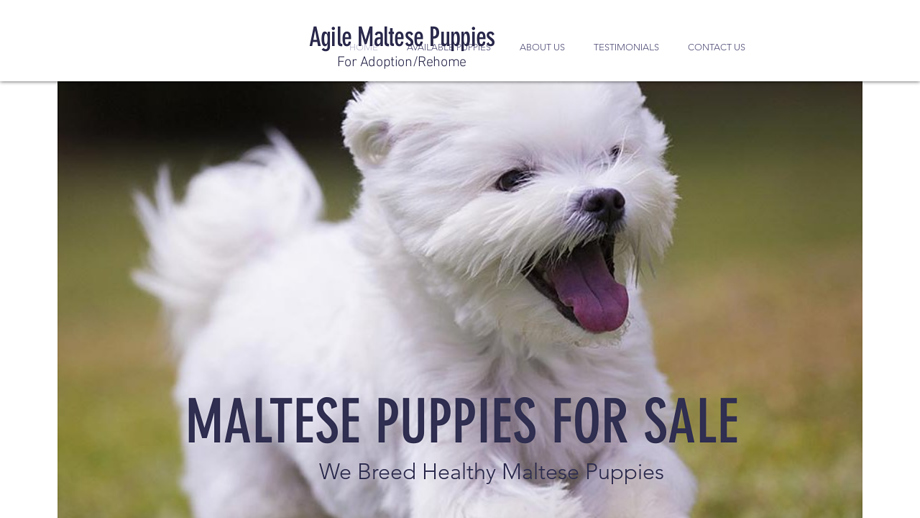 Agilemaltesepuppies.com - Maltese Puppy Scam Review