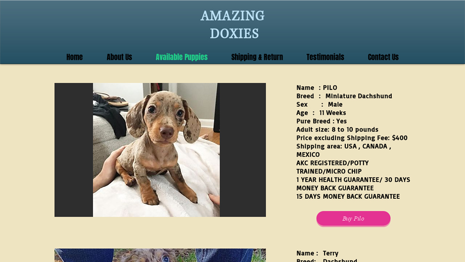 Amazingdoxies.com - Dachshund Puppy Scam Review