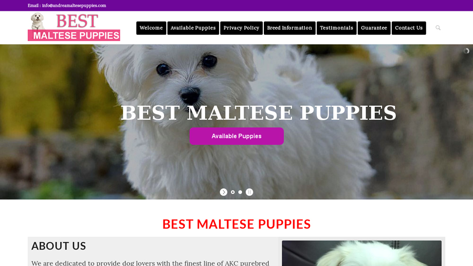 Andreamaltesepuppies.com - Maltese Puppy Scam Review