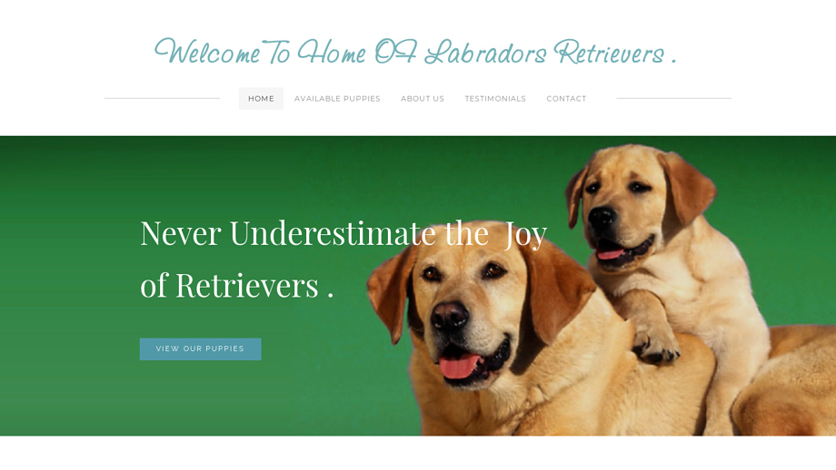 Besthomeoflabradors.net - Golden Retriever Puppy Scam Review