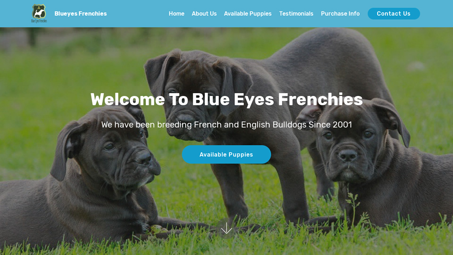 Blueeyesfrenchies.com - French Bulldog Puppy Scam Review