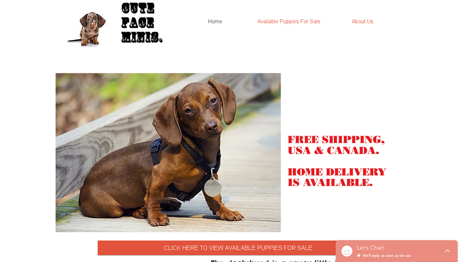 Cutefaceminis.com - Dachshund Puppy Scam Review