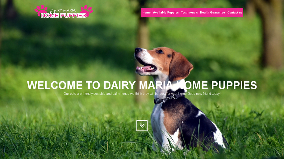 Dairymariahomepuppies.com - Beagle Puppy Scam Review