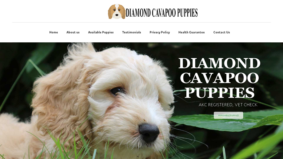 Diamondcavapoopuppies.com - Cavapoo Puppy Scam Review