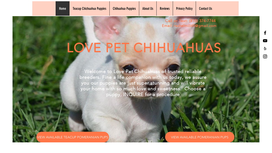 Lovepetchihuahuas.com - Chihuahua Puppy Scam Review