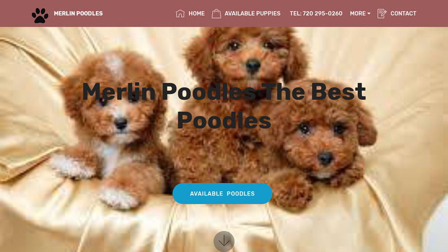 Merlinpoodles.com - Poodle Puppy Scam Review