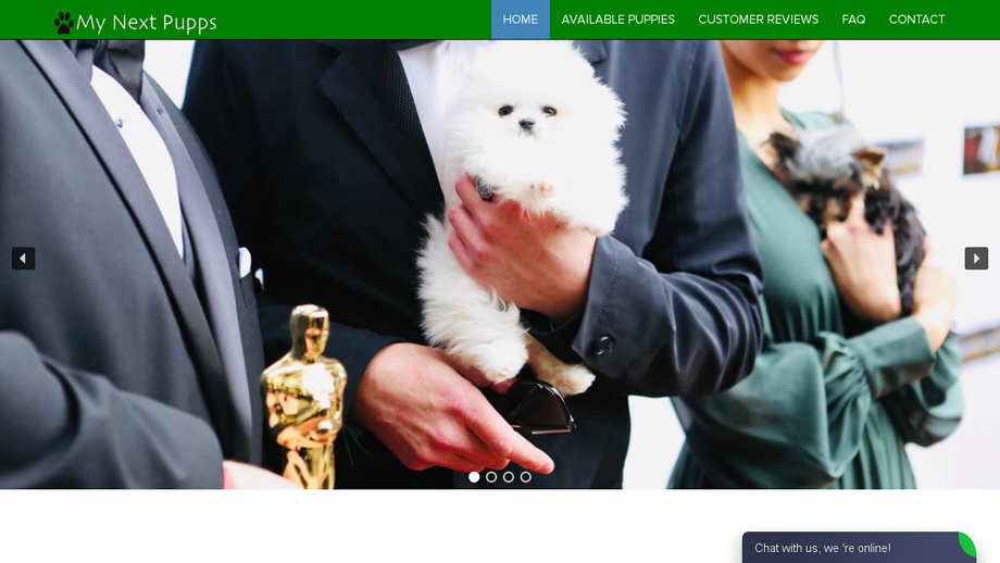 Mynextpupps.com - Maltese Puppy Scam Review