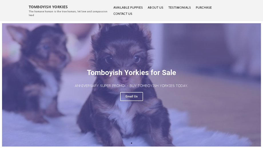 Tomboyishyorkies.com - Yorkshire Terrier Puppy Scam Review