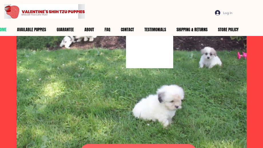 Valentinesshihtzu.com - Shihtzu Puppy Scam Review