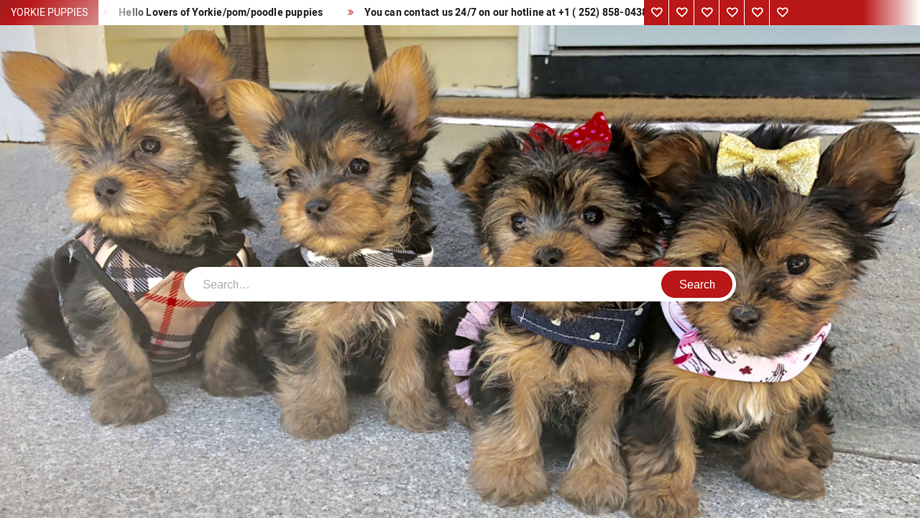 Yorkiespuppies13.com - Poodle Puppy Scam Review