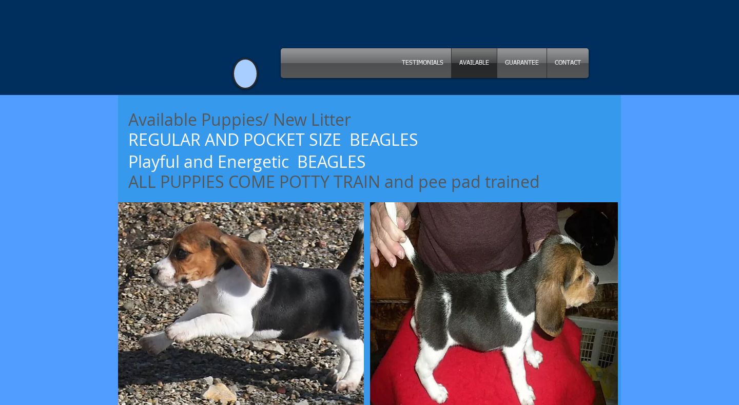 Allbeaglebabies.com - Beagle Puppy Scam Review