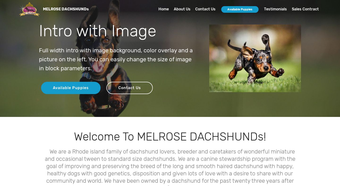 Melrosedachshund.com - Dachshund Puppy Scam Review