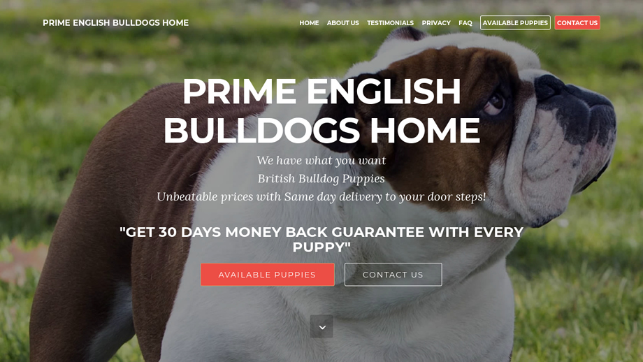 Primeenglishbulldogs.com - English Bulldog Puppy Scam Review