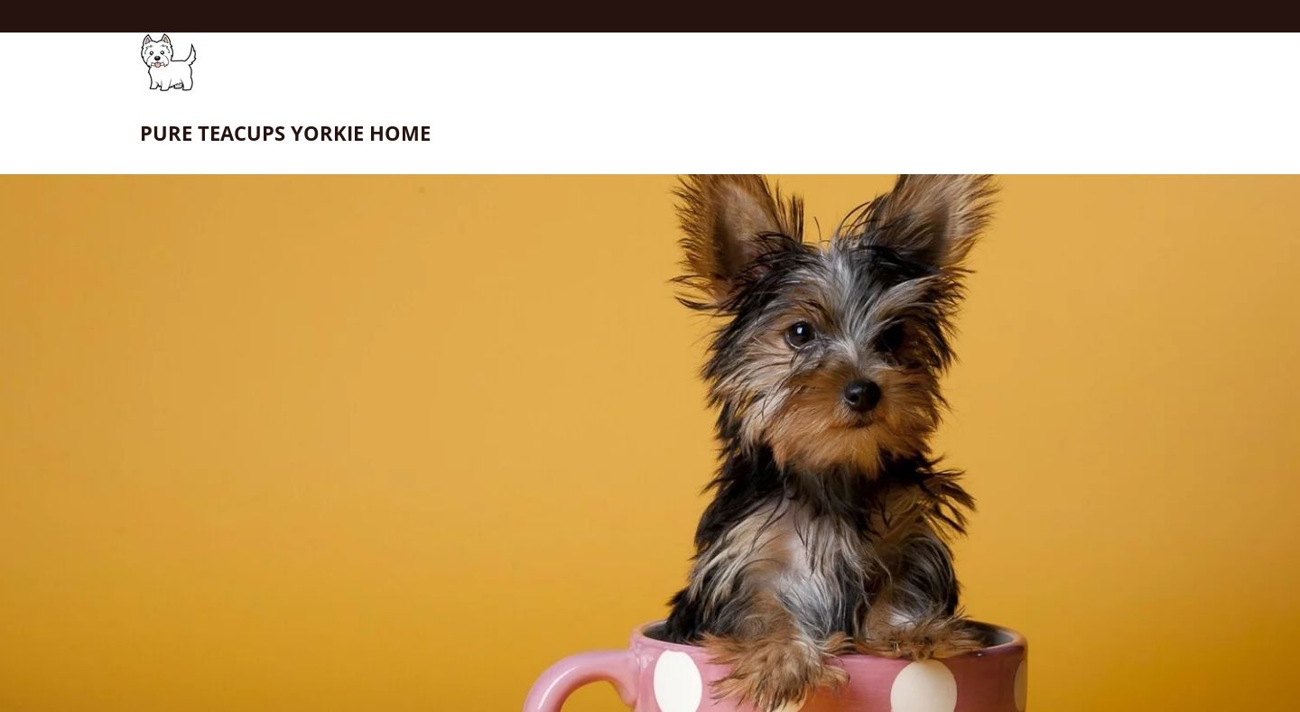 Pureteacupsyorkiehome.com - Yorkshire Terrier Puppy Scam Review