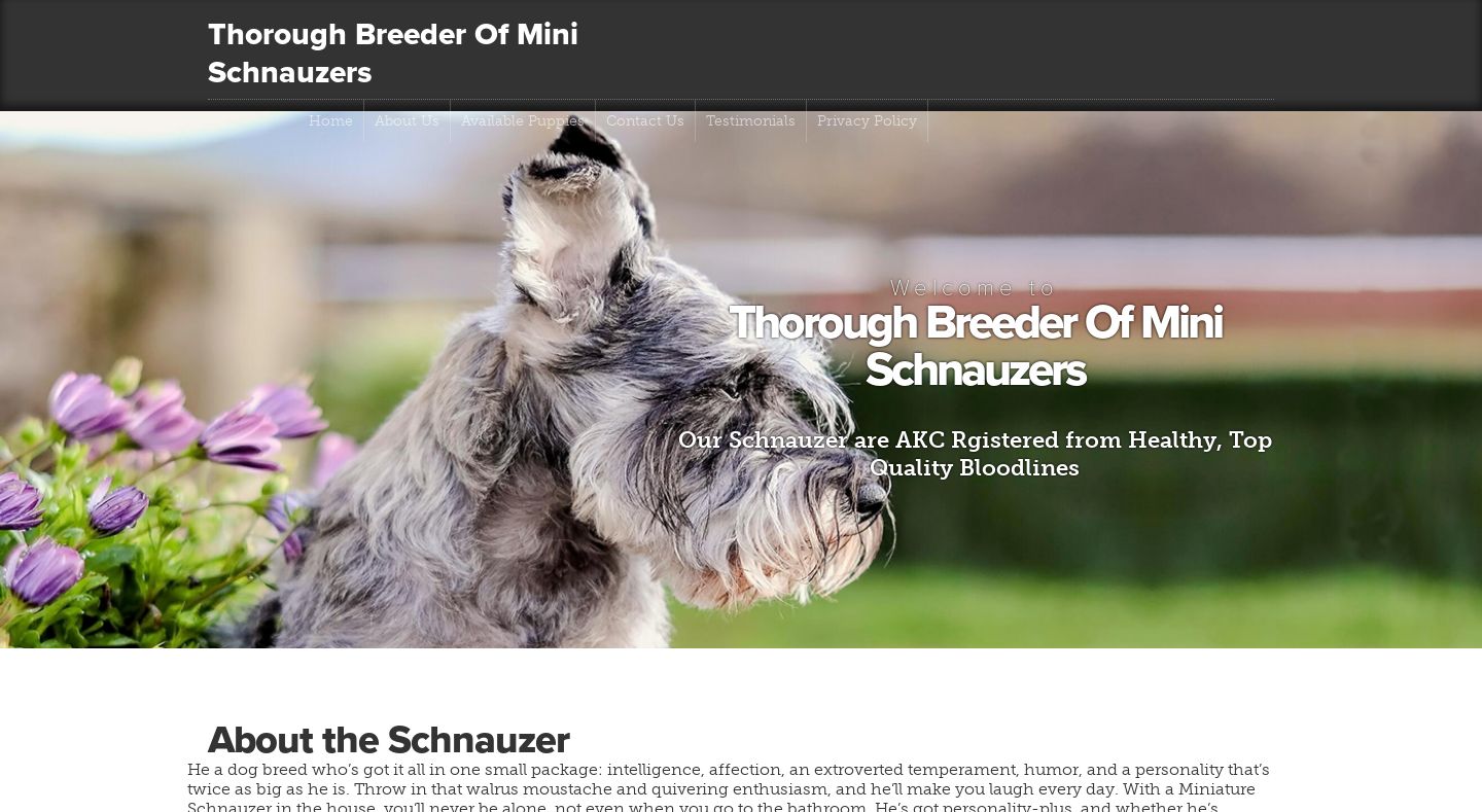 Thoroughbreeder.com - Schnauzer Puppy Scam Review