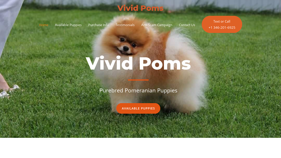 Vividpoms.com - Pomeranian Puppy Scam Review