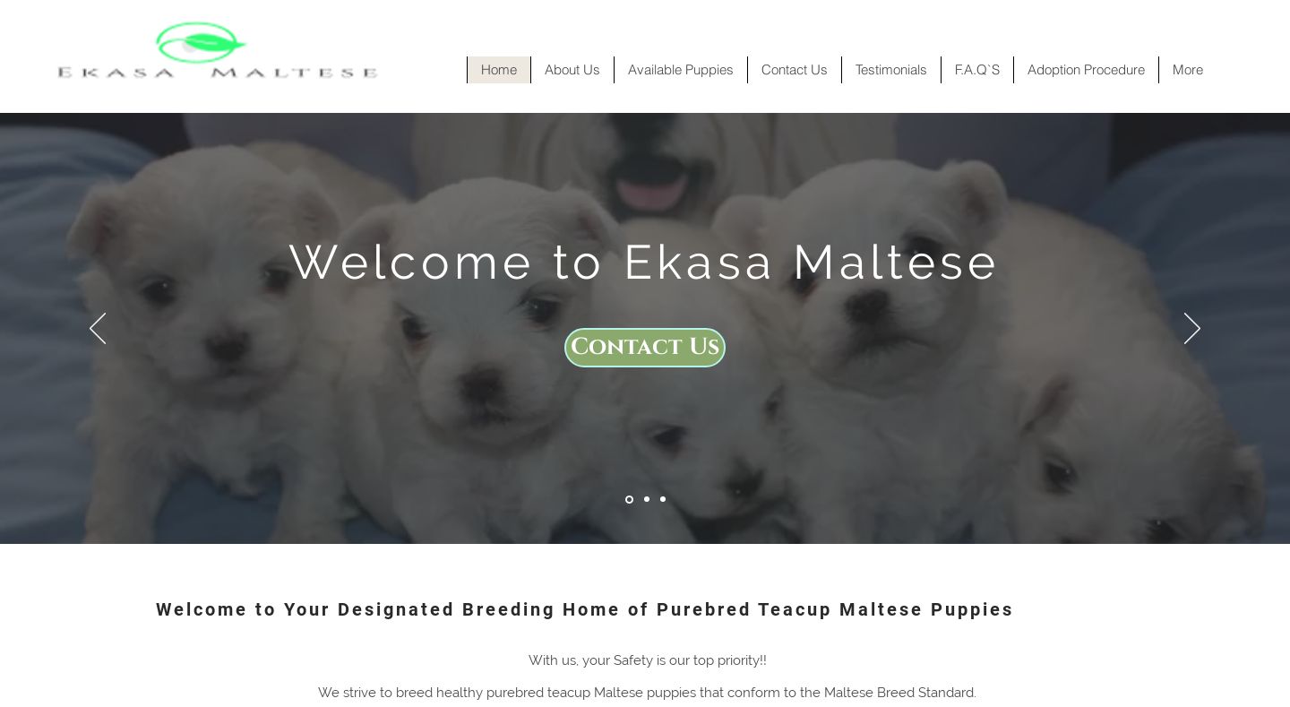 Ekasamaltese.com - Maltese Puppy Scam Review