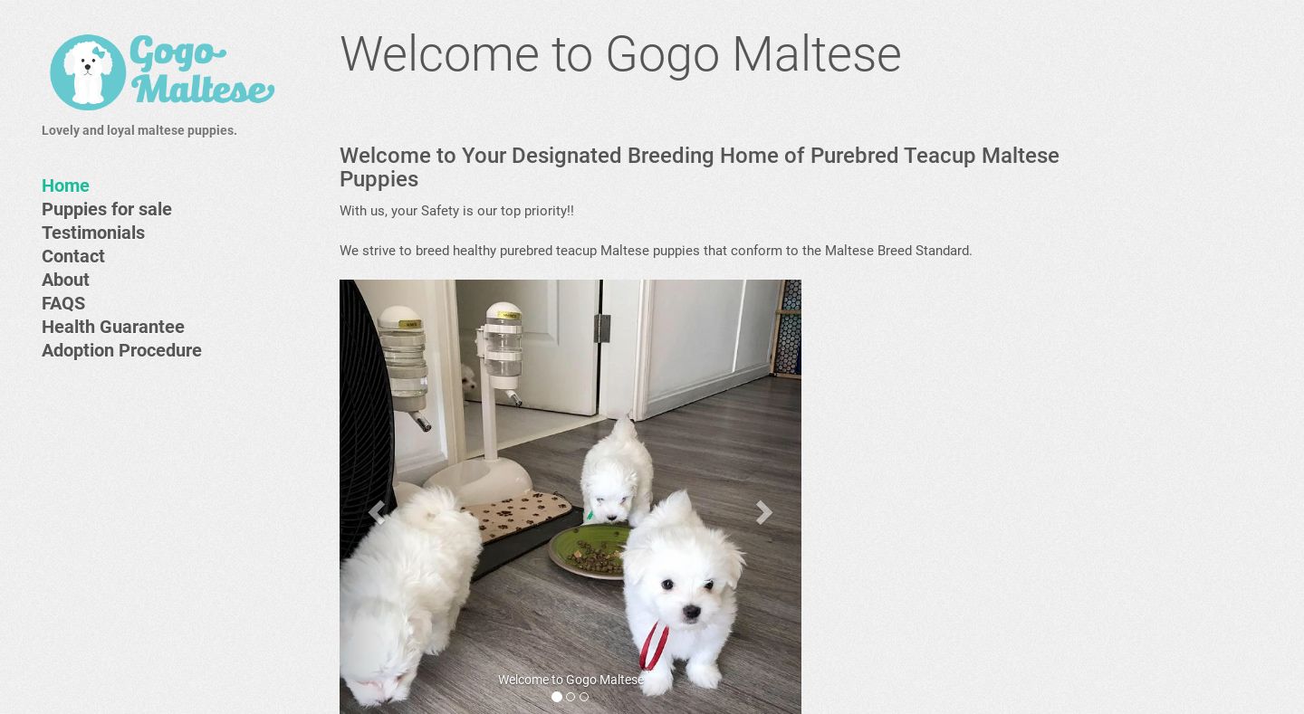 Gogomaltese.com - Maltese Puppy Scam Review