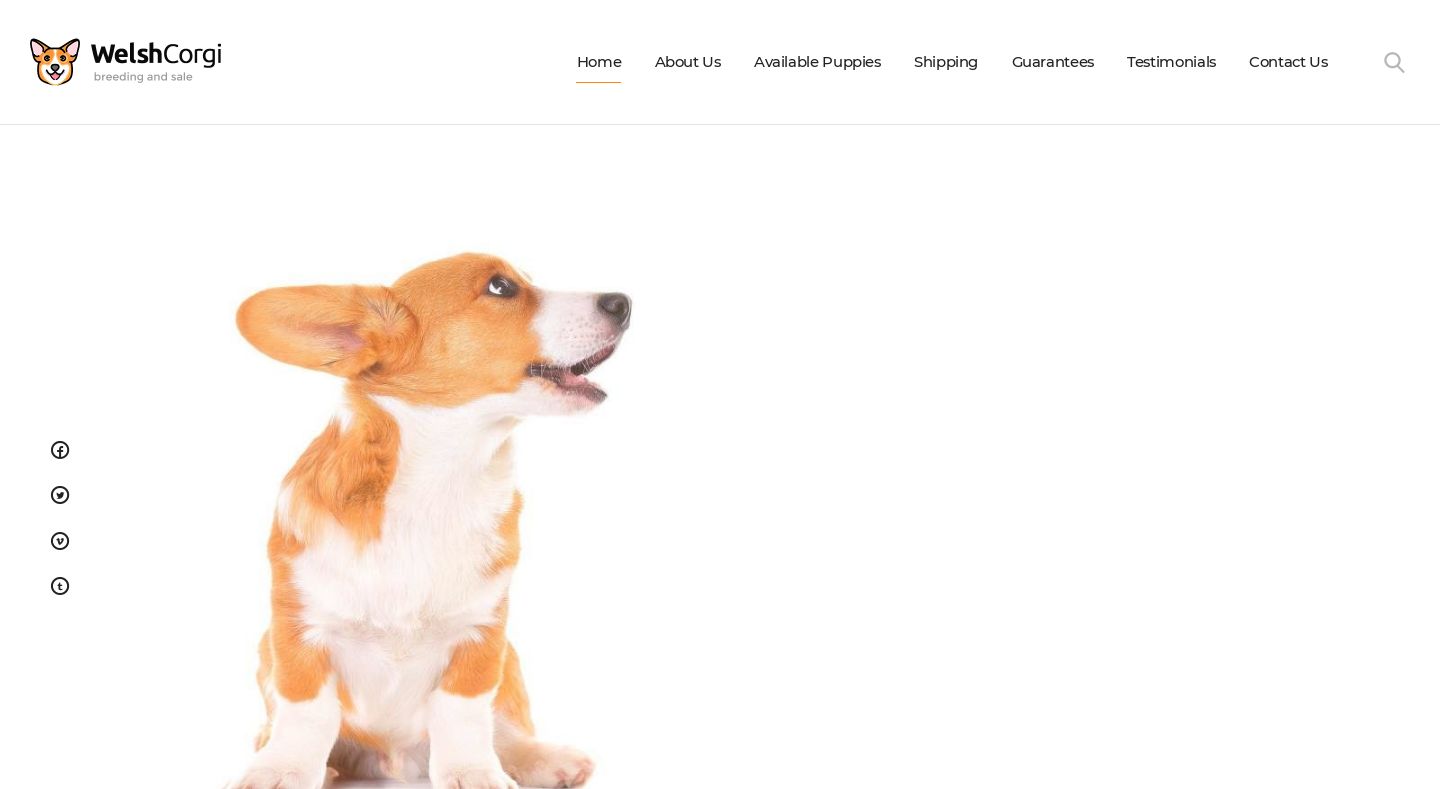 Homewelshcorgibreeders.com - Corgi Puppy Scam Review