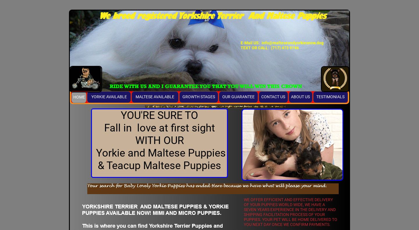 Malteseandyorkiesnow.dog - Maltese Puppy Scam Review