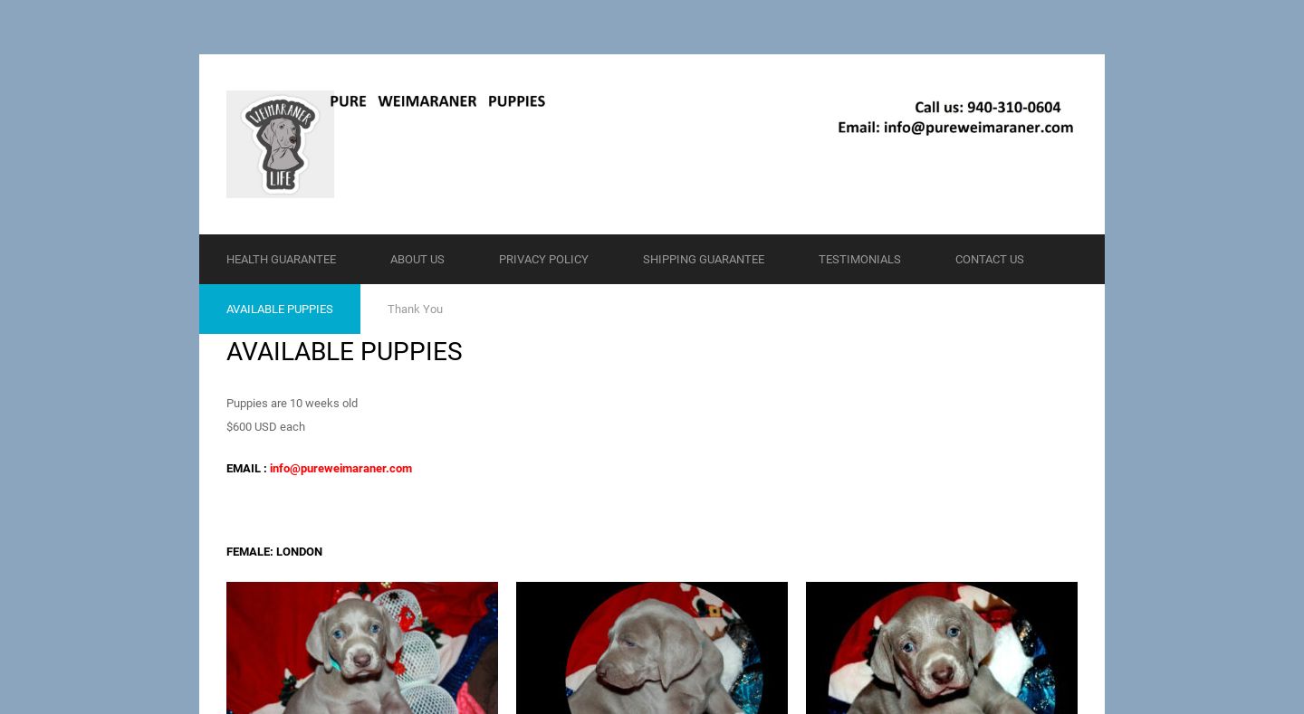 Pureweimaraner.com - Weimaraner Puppy Scam Review