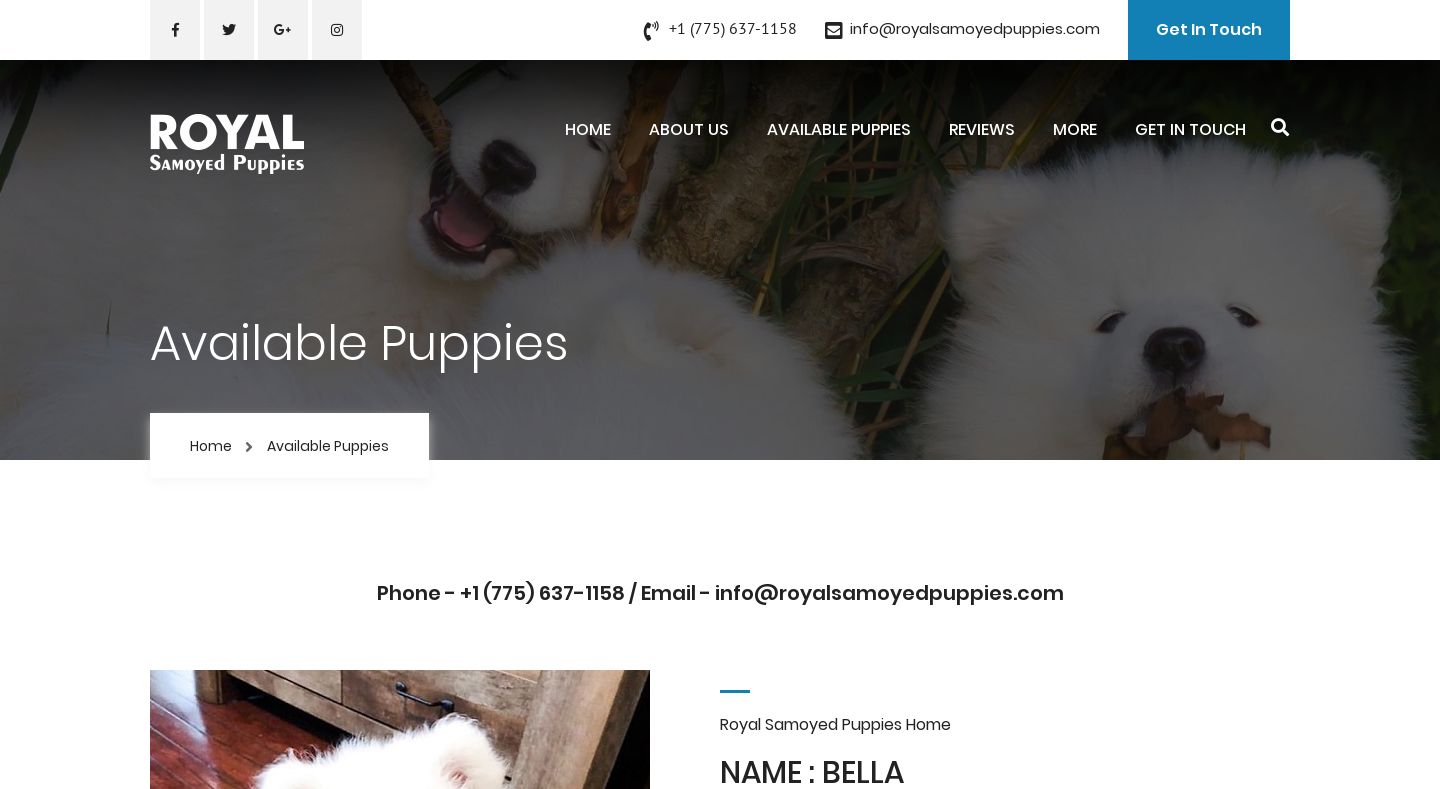 Royalsamoyedpuppies.com - Samoyed Puppy Scam Review