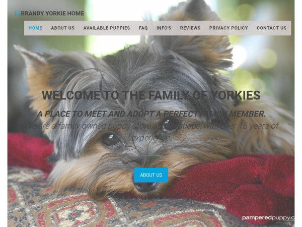 Brandyyorkies.com - Yorkshire Terrier Puppy Scam Review