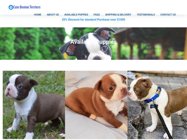 Cutebostonterriers.com - Boston Terrier Puppy Scam Review