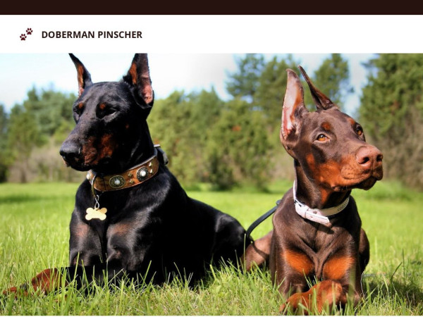 Harmonydobermanpups.com - Doberman Pinscher Puppy Scam Review