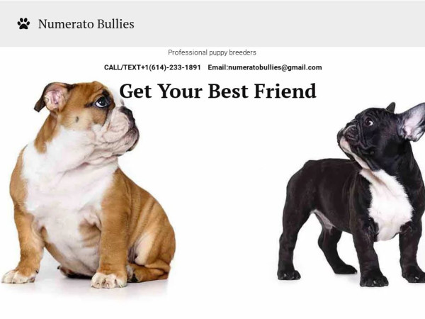 Numeratobullies.com - English Bulldog Puppy Scam Review