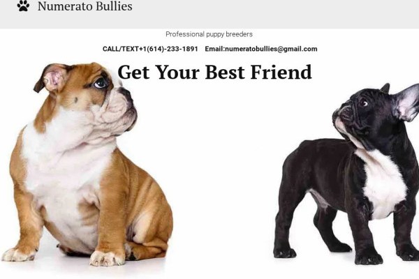 english bulldog puppies for sale under $600